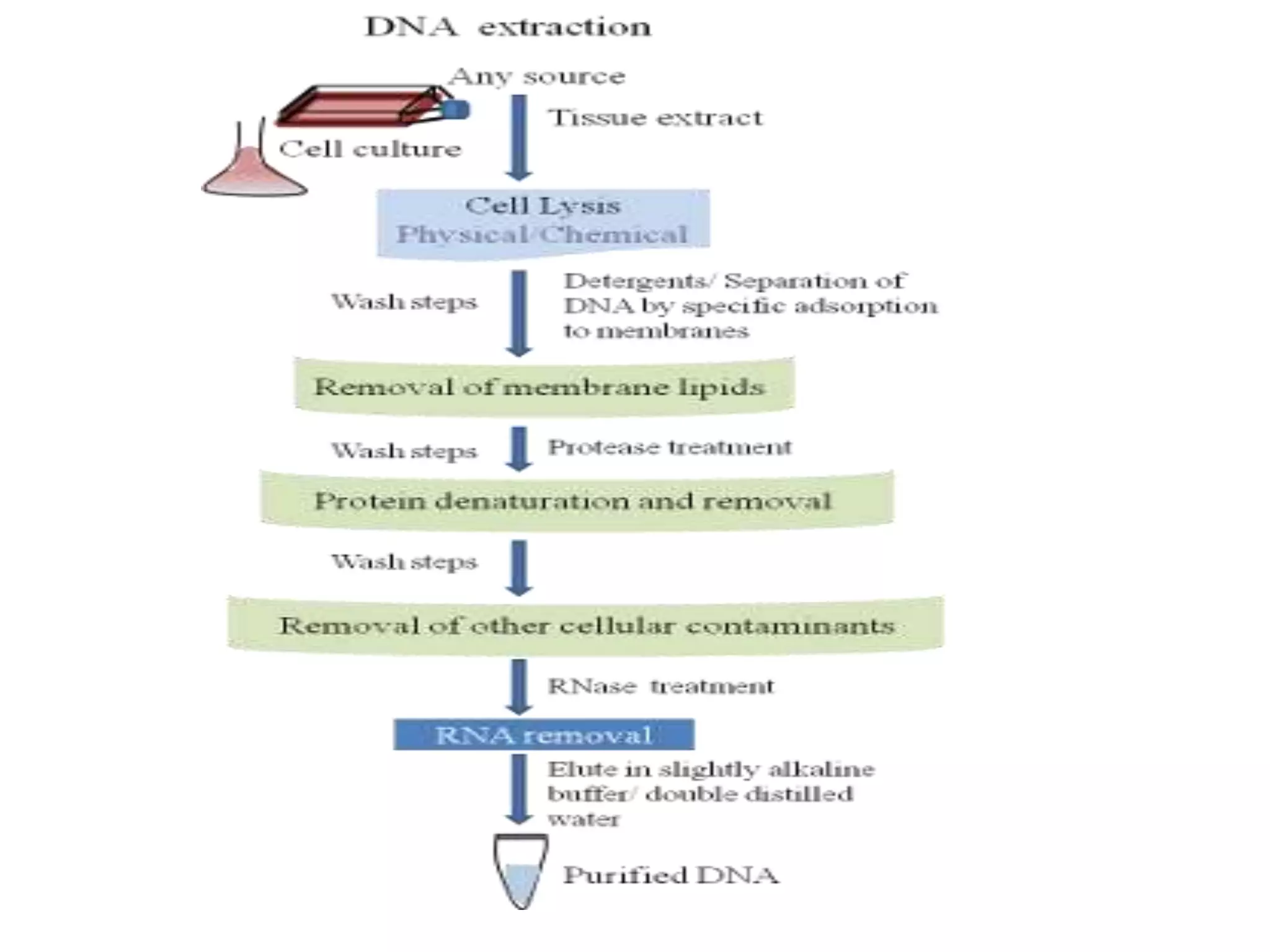 DNA and RNA extraction | PPTX