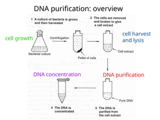 DNA and RNA isolation and purification.ppt