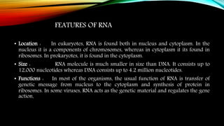 FEATURES OF RNA
• Location : In eukaryotes, RNA is found both in nucleus and cytoplasm. In the
nucleus it is a components of chromosomes, whereas in cytoplasm it its found in
ribosomes. In prokaryotes, it is found in the cytoplasm.
• Size : RNA molecule is much smaller in size than DNA. It consists up to
12,000 nucleotides whereas DNA consists up to 4.2 million nucleotides.
• Functions : In most of the organisms, the usual function of RNA is transfer of
genetic message from nucleus to the cytoplasm and synthesis of protein in
ribosomes. In some viruses, RNA acts as the genetic material and regulates the gene
action.
 