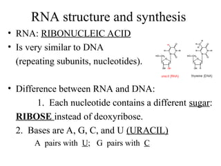 DNA and RNA similarities and differences.ppt