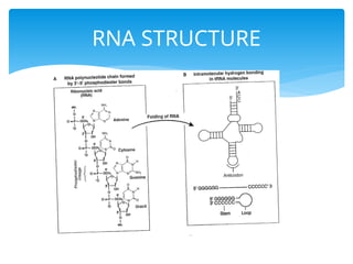 DNA and RNA structure in human being (2).pptx