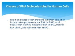 Human Rna DNA and RNA structure in human being (2).pptx