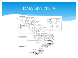 DNA and RNA structure in human being (2).pptx