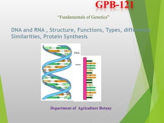 GPB-121
Department of Agriculture Botany
“Fundamentals of Genetics”
DNA and RNA , Structure, Functions, Types, difference,
Similarities, Protein Synthesis
 