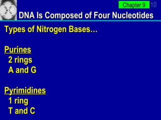 DNA Is Composed of Four Nucleotides Types of Nitrogen Bases… Purines 2 rings A and G Pyrimidines 1 ring T and C 