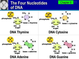 The Four Nucleotides of DNA DNA Thymine DNA Cytosine DNA Guanine DNA Adenine 