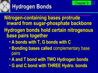Hydrogen Bonds   Nitrogen-containing bases protrude inward from sugar-phosphate backbone Hydrogen bonds hold certain nitrogenous base pairs together A bonds with T, G bonds with C Bonding bases called  complementary base pairs A and T bond with TWO Hydrogen bonds G and C bond with THREE Hydro. bonds 
