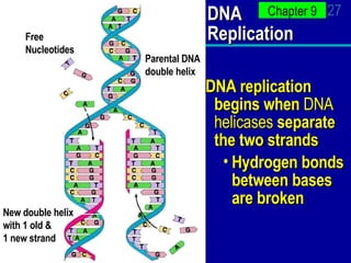 DNA Replication DNA replication begins when  DNA helicases  separate the two strands Hydrogen bonds between bases are broken Parental DNA  double helix New double helix with 1 old & 1 new strand Free Nucleotides 