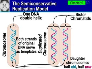 The Semiconservative Replication Model One DNA double helix Duplicated Chromosome Chromosome Daughter chromosomes half  old , half  new Both strands of original DNA serve as templates Sister Chromatids 