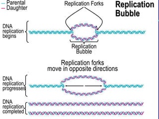 Replication Bubble Replication forks move in opposite directions Replication Forks Replication Bubble Parental Daughter DNA replication begins DNA replication progresses DNA replication completed 