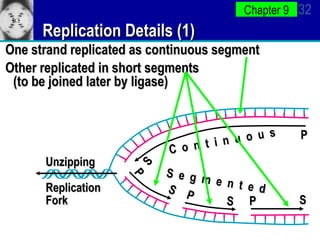 Replication Details (1) One strand replicated as continuous segment Other replicated in short segments (to be joined later by ligase) Replication Fork P P P P S S S S C  o  n  t  i  n  u  o  u  s S  e  g  m  e  n  t  e  d Unzipping 