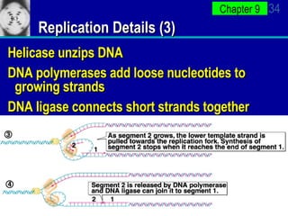 Replication Details (3) Helicase unzips DNA DNA polymerases add loose nucleotides to growing strands DNA ligase connects short strands together 
