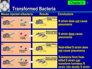 Transformed Bacteria Mouse injected w/bacteria Results Conclusions R strain does  not  cause pneumonia S strain  does  cause pneumonia Heat-killed S strain does  not  cause pneumonia Substance from heat-killed S strain  can  transform harmless R strain into deadly S strain 
