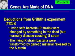 Genes Are Made of DNA Deductions from Griffith’s experiment  (1920s) Living safe bacteria (R strain) were changed by something in the dead (but normally disease-causing) S strain The living R strain bacteria were  transformed  by genetic material released by the S strain 