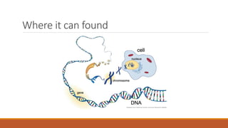 understanding Dna as an evidence | PPTX