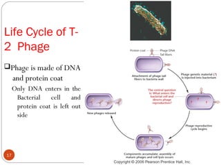 Life Cycle of T-
2 Phage
Phage is made of DNA
and protein coat
Only DNA enters in the
Bacterial cell and
protein coat is left out
side
06/19/1317
 