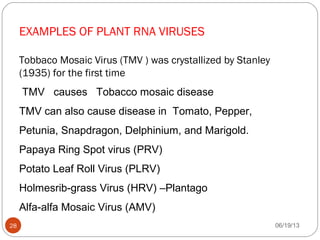 EXAMPLES OF PLANT RNA VIRUSES
Tobbaco Mosaic Virus (TMV ) was crystallized by Stanley
(1935) for the first time
TMV causes Tobacco mosaic disease
TMV can also cause disease in Tomato, Pepper,
Petunia, Snapdragon, Delphinium, and Marigold.
Papaya Ring Spot virus (PRV)
Potato Leaf Roll Virus (PLRV)
Holmesrib-grass Virus (HRV) –Plantago
Alfa-alfa Mosaic Virus (AMV)
06/19/1328
 