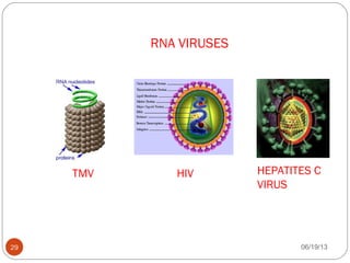 TMV HIV HEPATITES C
VIRUS
RNA VIRUSES
06/19/1329
 