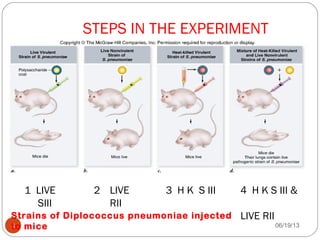 06/19/138
STEPS IN THE EXPERIMENT
1 LIVE
SIII
2 LIVE
RII
3 H K S III 4 H K S III &
LIVE RIIStrains of Diplococcus pneumoniae injected
to mice
 