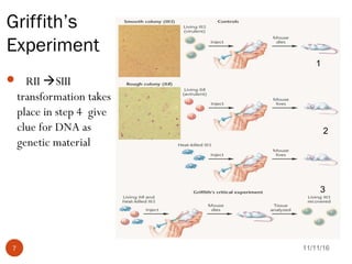 Griffith’s
Experiment
11/11/167
 RII SIII
transformation takes
place in step 4 give
clue for DNA as
genetic material
1
2
3
 