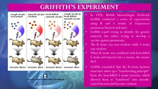 GRIFFITH’S EXPERIMENT
• In 1928, British bacteriologist Frederick
Griffith conducted a series of experiments
using R and S strains of Streptococcus
pneumoniae bacteria and mice.
• Griffith wasn't trying to identify the genetic
material, but rather, trying to develop a
vaccine against pneumonia.
• The R strain was non-virulent while S strain
was virulent.
• When R strain was combined with heat-killed
S strain and injected into a mouse, the mouse
died.
• Griffith concluded that the R-strain bacteria
must have taken up a "transforming principle"
from the heat-killed S strain bacteria, which
allowed them to "transform" into smooth-
coated bacteria and become virulent.
Dr. Riddhi Datta
 