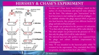HERSHEY & CHASE’S EXPERIMENT
• Hershey and Chase knew bacteriophages attach to the
surface of a host bacterium and injected some substance
into the host. This substance gave "instructions" to the
host bacterium to start making lots and lots of phages.
• To establish whether the phage injected DNA or protein
into host bacteria, they prepared two different batches of
phage and infected bacterial cells.
• One sample was produced in the presence of radioactive
35S so that only the phage proteins will be radio-labeled.
• The other sample was produced in the presence of 32P so
that only the phage DNA will be radio-labeled.
• The infected bacterial cells (pellet) were separated from
the phage and culture medium (supernatant) by
centrifugation.
• Only 32P was identified in the bacterial pellet while 35S
remained in the supernatant. They concluded that DNA,
not protein, was injected into host cells (1952).
Dr. Riddhi Datta
 