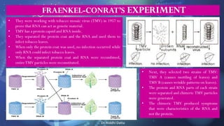Dr. Riddhi Datta
FRAENKEL-CONRAT’S EXPERIMENT
• They were working with tobacco mosaic virus (TMV) in 1957 to
prove that RNA can act as genetic material.
• TMV has a protein capsid and RNA inside.
• They separated the protein coat and the RNA and used them to
infect tobacco leaves.
• When only the protein coat was used, no infection occurred while
only RNA could infect tobacco leaves.
• When the separated protein coat and RNA were recombined,
entireTMV particles were reconstituted.
• Next, they selected two strains of TMV:
TMV A (causes mottling of leaves) and
TMV B (causes wrinkle patterns on leaves).
• The protein and RNA parts of each strain
were separated and chimeric TMV particles
were generated.
• The chimeric TMV produced symptoms
that were characteristics of the RNA and
not the protein.
 