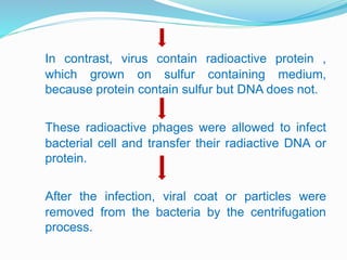 In contrast, virus contain radioactive protein ,
which grown on sulfur containing medium,
because protein contain sulfur but DNA does not.
These radioactive phages were allowed to infect
bacterial cell and transfer their radiactive DNA or
protein.
After the infection, viral coat or particles were
removed from the bacteria by the centrifugation
process.
 