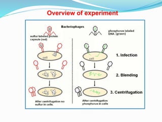 Overview of experiment
 