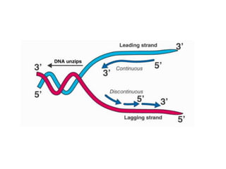 DNA as genetic material (SV).ppt