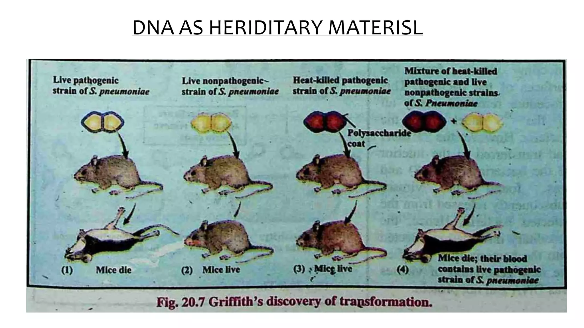 Dna as heriditary materisl | PPT