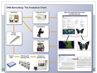 Dna Code Bar DNA Bar-code to Distinguish the Species | PPTX