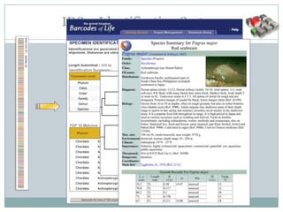 DNA Bar-code to Distinguish the Species | PPTX