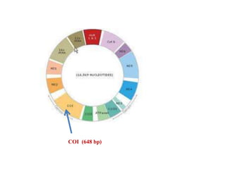 COI (648 bp)
 