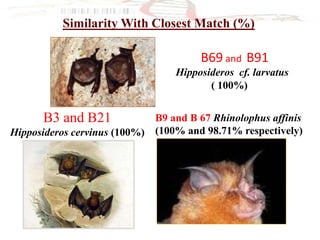 B3 and B21
Hipposideros cervinus (100%)
B69 and B91
Hipposideros cf. larvatus
( 100%)
B9 and B 67 Rhinolophus affinis
(100% and 98.71% respectively)
Similarity With Closest Match (%)
 