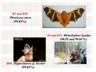 b4 and b14 Rhinolophus lepidus
(98.55 and 99.81%)
B2 and B56
Phoniscus atrox
(99.82%)
B60 Hipposideros cf. bicolor
(99.82%)
 