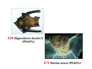 b74 Murina aenea (99.64%)
b30 Hipposideros bicolor31
(99.64%)
 