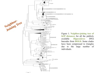 Figure 1. Neighbor-joining tree of
K2P distances for all the publicly
available Hipposideros DNA
barcodes from BOLD. Some clades
have been compressed to triangles
due to the large number of
individuals.
 