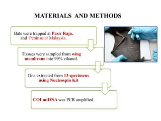 MATERIALS AND METHODS
Bats were trapped at Pasir Raja,
and Peninsular Malaysia.
Tissues were sampled from wing
membrane into 99% ethanol.
Dna extracted from 13 specimens
using Nucleospin Kit
COI mtDNA was PCR amplified
 