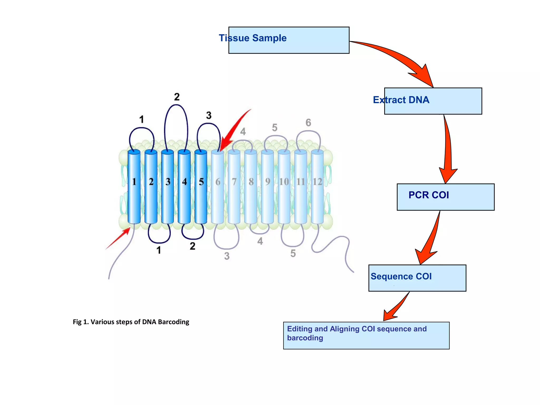 Sequence COI
Tissue Sample
Editing and Aligning COI sequence and
barcoding
Fig 1. Various steps of DNA Barcoding
PCR COI
Extract DNA
 