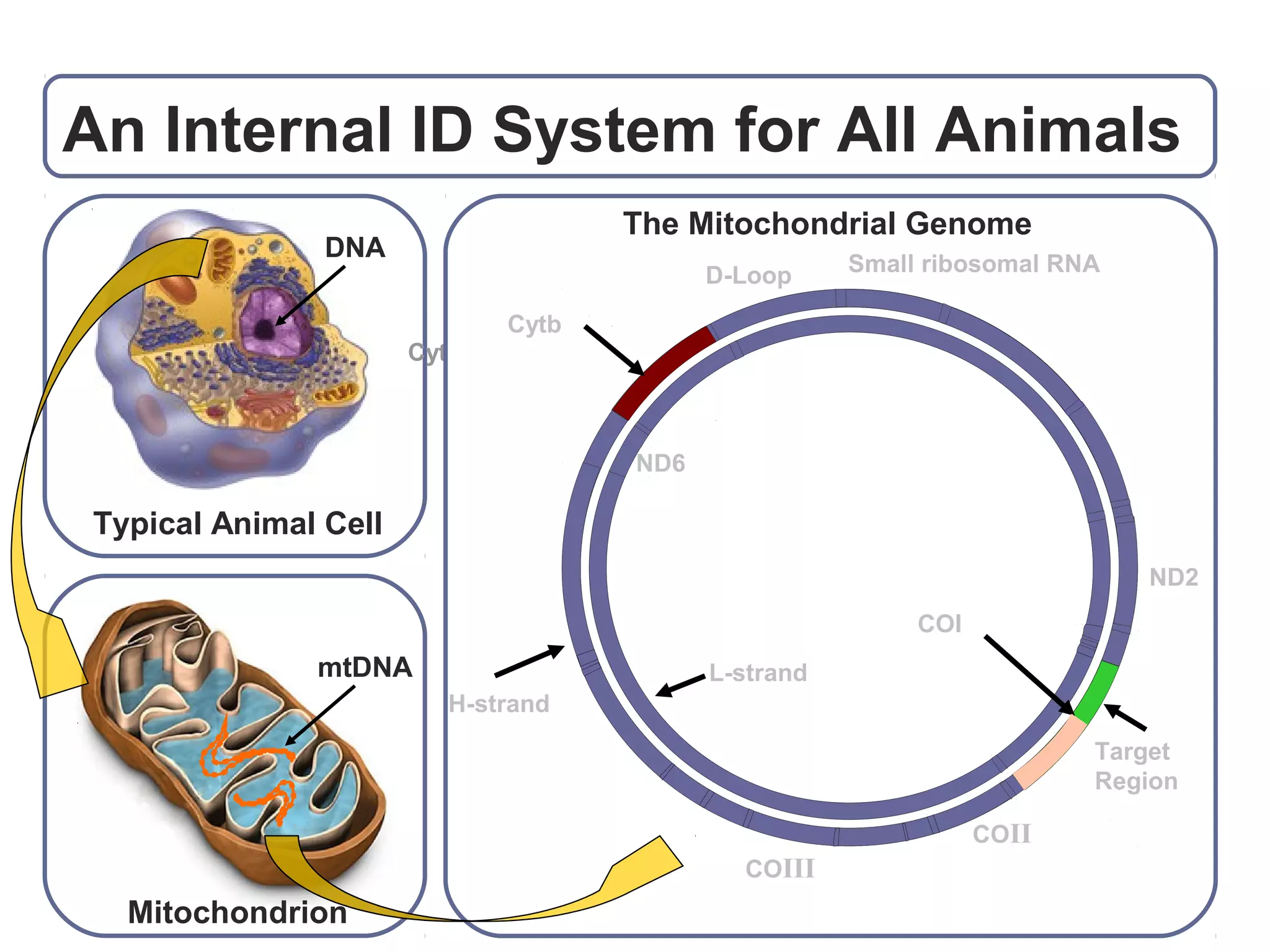 An Internal ID System for All Animals
Typical Animal Cell
Mitochondrion
DNA
mtDNA
Cytochrome b
The Mitochondrial Genome
D-Loop
H-strand
COIII
L-strand
ND6
ND2
COII
Small ribosomal RNA
COI
Cytb
Target
Region
DNA Barcoding – A target region
 