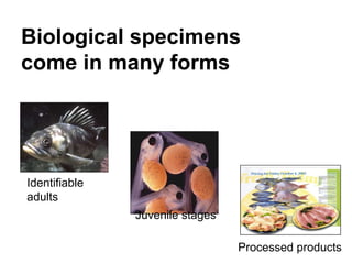 Biological specimens
come in many forms
Identifiable
adults
Juvenile stages
Processed products
 