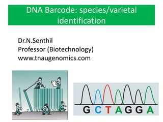 DNA Barcode: species/varietal
         identification

Dr.N.Senthil
Professor (Biotechnology)
www.tnaugenomics.com
 