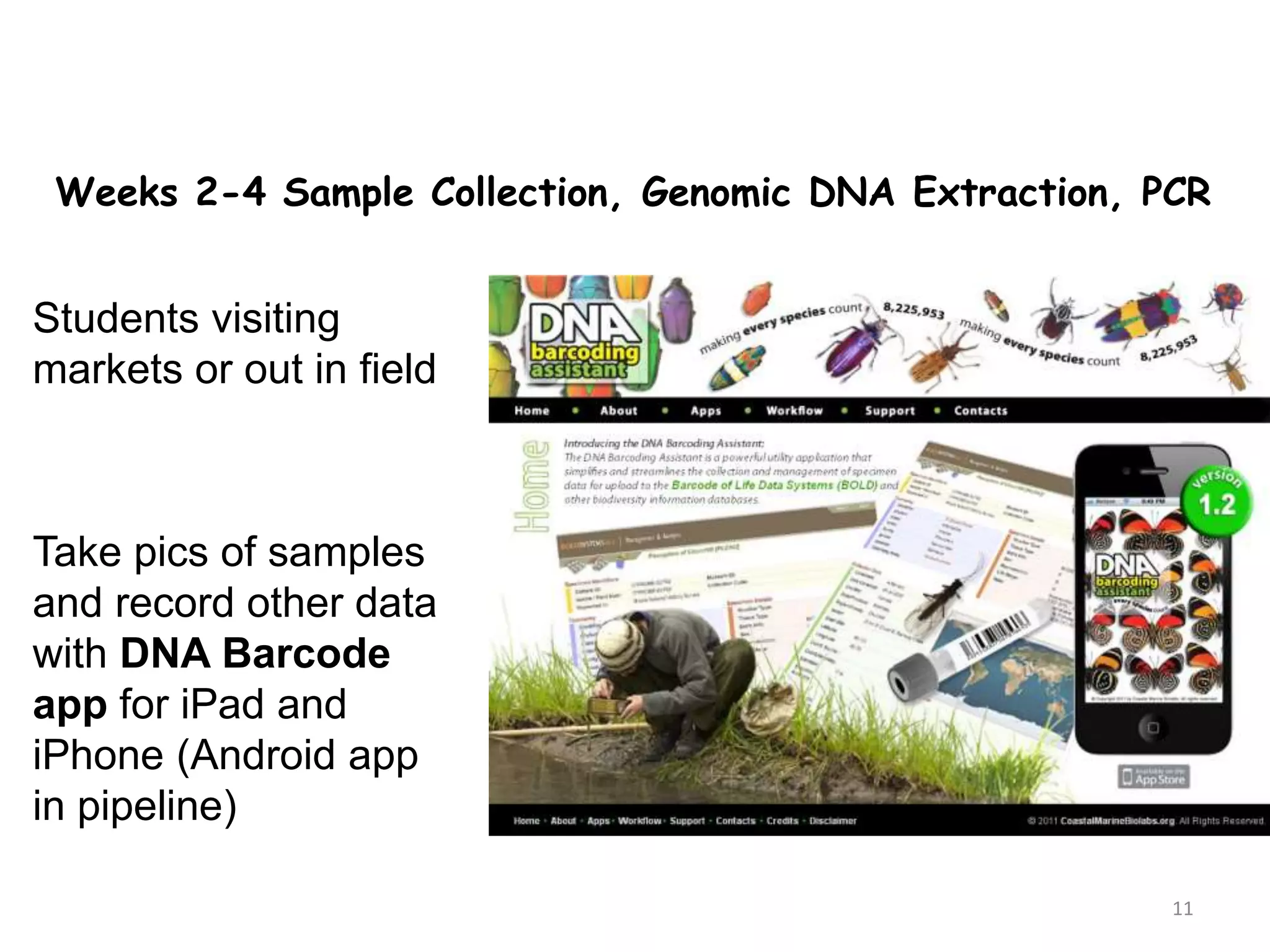 Weeks 2-4 Sample Collection, Genomic DNA Extraction, PCR
Students visiting
markets or out in field
Take pics of samples
and record other data
with DNA Barcode
app for iPad and
iPhone (Android app
in pipeline)
11
 