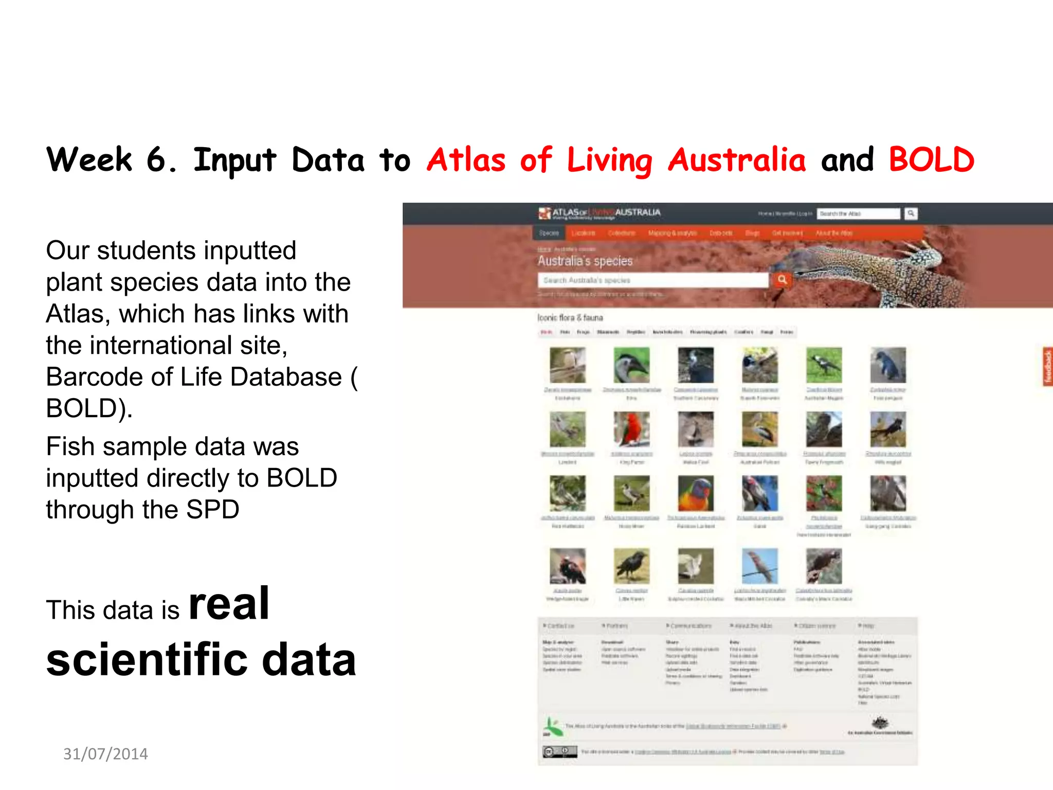 Week 6. Input Data to Atlas of Living Australia and BOLD
Our students inputted
plant species data into the
Atlas, which has links with
the international site,
Barcode of Life Database (
BOLD).
Fish sample data was
inputted directly to BOLD
through the SPD
This data is real
scientific data
31/07/2014 15
 