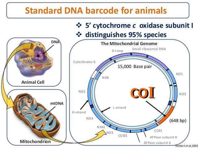 Dna Barcoding