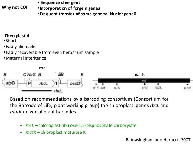 dna barcoding
