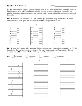 DNA Base-Pairs Worksheet                                             Name

DNA is made up of nucleotides. Each nucleotide is made up of a sugar, a phosphate, and a base. There are
four bases that can be in DNA nucleotides: adenine, cytosine, thymine, and guanine. Remember that
adenine and thymine are complementary and form pairs, and cytosine and guanine are complementary and
form pairs.

Part A: Below are half sections of DNA that has been split apart and is ready to copy itself. Write the
appropriate letter in the space provided to build the DNA’s complementary strand.

          1                                  2                                  3

   G ----------                      C ----------                       T ----------
   T ----------                      T ----------                       A ----------
   A ----------                      C ----------                       G ----------
   A ----------                      C ----------                       A ----------
   C ----------                      T ----------                       A ----------
   T ----------                      A ----------                       T ----------
   C ----------                      A ----------                       G ----------
   C ----------                      A ----------                       C ----------
   T ----------                      C ----------                       C ----------


Part B: In the DNA ladders below, draw and color the nitrogen bases from the DNA strands in Part A. The
bases for the first one have been drawn for you. Use green for thymine, blue for guanine, yellow for
cytosine, and red for adenine. Color in the key boxes for each base.

Key:          = thymine          = guanine              = cytosine           = adenine

          1                                         2                                       3
 