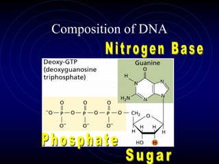 Composition of DNA
 