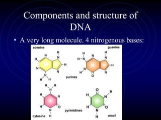 Components and structure of
DNA
• A very long molecule. 4 nitrogenous bases:
 